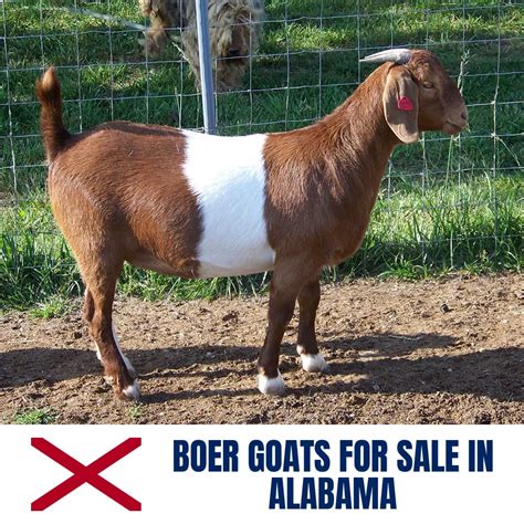 boer goats  sale  alabama current directory  boer goat breeders  alabama boer goat
