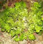 Afbeeldingsresultaten voor "halimeda Opuntia". Grootte: 150 x 153. Bron: reefersden.weebly.com