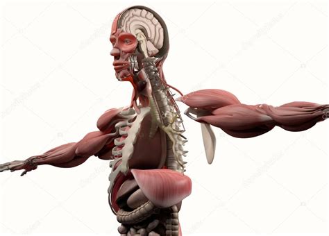 male body anatomy model stock photo  anatomyinsider