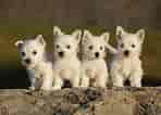 Billedresultat for West Highland White Terrier. størrelse: 148 x 106. Kilde: animalsbreeds.com