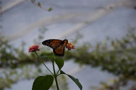 Orange And Black Butterfly Sip Nectar Picture Image 83079669