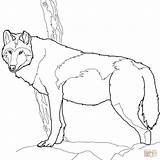 Wolf Coloring Pages Timber Drawing Canadian Printable Gray Realistic Print Book sketch template