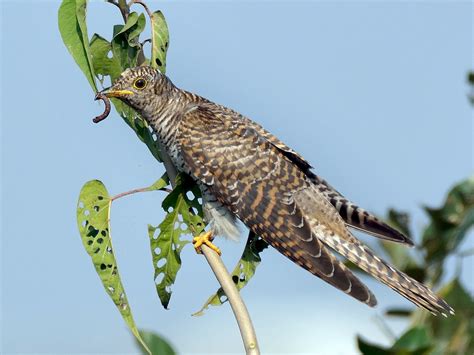 common cuckoo ebird