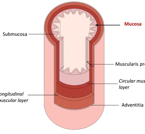 diagram showing  layers   oesophagus  scientific diagram