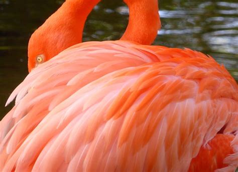 flamingo curacao netherlands antilles buy  photo  flickr