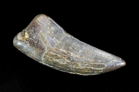 theropod tooth judith river formation   sale