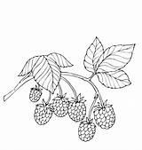 Maliny Kolorowanka Malina Mamydzieci Ktoś Tym Aby Razem Głównej Gotowa Leśnymi Tego Owocami Wybrał Rodzaju Roli Kolejna Fruits sketch template