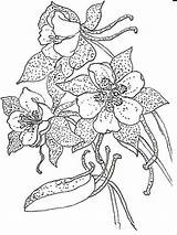 Columbine Coloring Pages Flowers Flower Template Printable sketch template