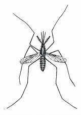 Mosquito Coloring Getcolorings sketch template