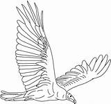 Vulture Coloring Pages Eagle Soaring Turkey Printable Vultures Print Color Getcolorings Designlooter 82kb 564px sketch template