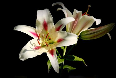 White Stargazer Lilies Photograph By Rosanne Jordan