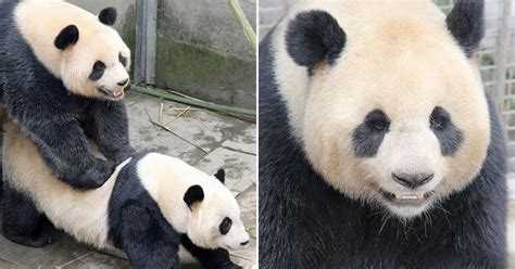 Video Of Pandas Having Sex For An Unusually Long Time To Be Shown To