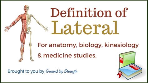 lateral definition anatomy kinesiology medicine youtube