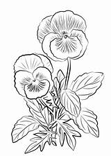 Coloring Pansies Pansy Drawing Pages Two Flower Line Printable Supercoloring Drawings Categories Getdrawings Book Choose Board Crafts sketch template