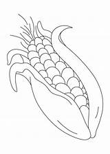 Corn Coloring Sweet Pages Drawing Stalk Colouring Sheet Clipart Printable Very Indian Color Stalks Shocks Drawings Template Print Library Kids sketch template