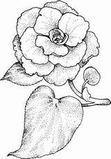 Coloring Camellia Pages Drawing Flower Printable Drawings Pointillism Copics Stamps Embroidery Patterns Line Digital Book Choose Board sketch template