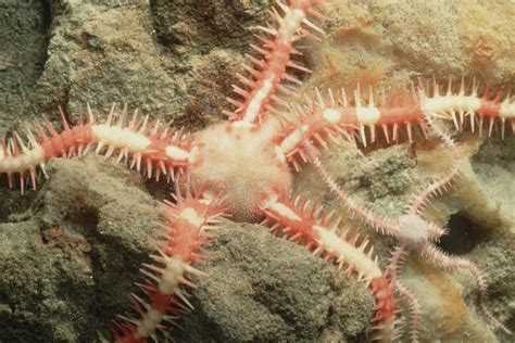 deep sea brittle star animals monterey bay aquarium
