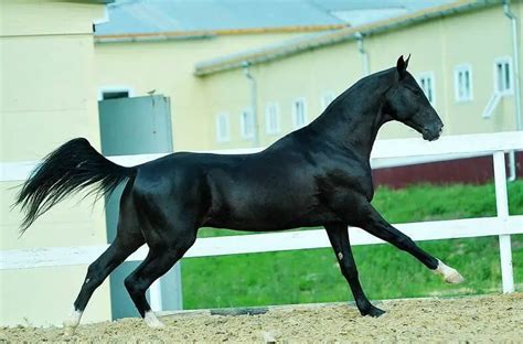 black stallion names  paws