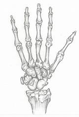 Skeleton Draw Hands Hand Drawing Result Drawings Things sketch template