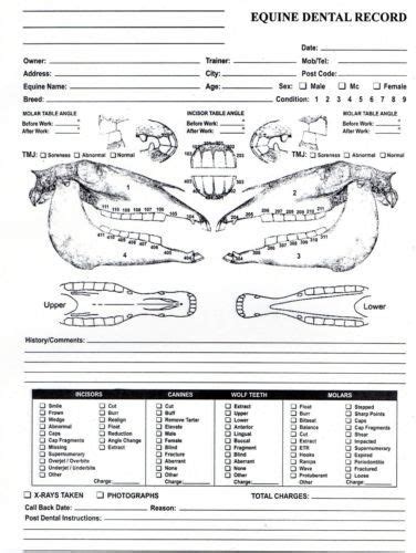surgical instrument specialists equine dental chart  equine