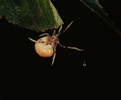 real monstrosities bolas spider