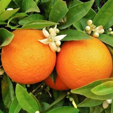 orange sweet citrus sinensis organic albert  brown supply company