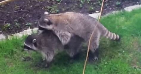watch moment randy raccoons are caught having sex in