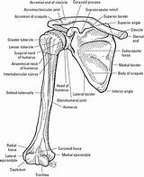 Shoulder Girdle Bones Anatomy Dummies sketch template