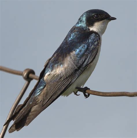 tree swallow san diego bird spot