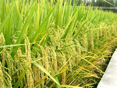 images rice agricultural fields paddy field grass family