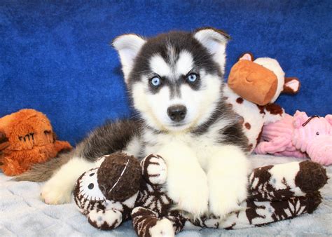 pomsky puppies for sale long island puppies