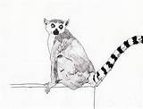 Lemur Drawing Ring Tailed Getdrawings sketch template