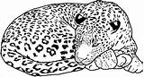 Cheetah Coloringbay Mammals sketch template