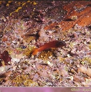 Afbeeldingsresultaten voor "lipophrys Nigriceps". Grootte: 184 x 185. Bron: animal.memozee.com
