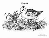 Woodcock Coloring Sponsors Wonderful Support Please sketch template