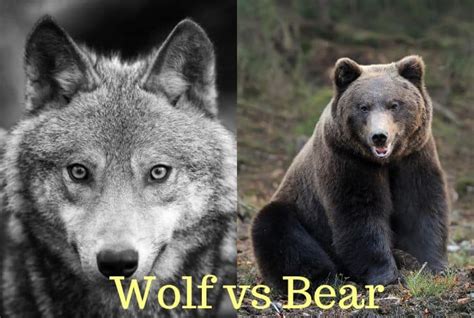 wolf  bear   win   fight earth eclipse