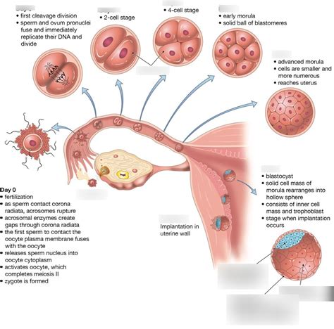 fertilization implantation and cleavage diagram quizlet