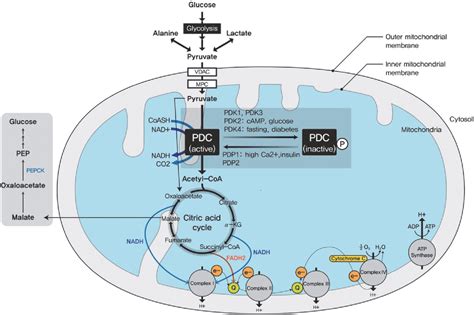 [pdf] The Role Of Pyruvate Dehydrogenase Kinase In Diabetes And Obesity