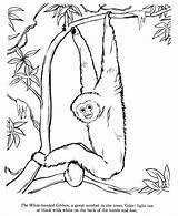 Coloring Gibbon Handed Identification Monkey Honkingdonkey Designlooter sketch template