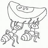 Hormigas Coloriage Formiga Colorat Ants Hormiga Ant Furnici Fourmi Colorir Imprimir Animale Dessin Planse Formigas P02 Trabajadora Fourmis Children Primiiani sketch template
