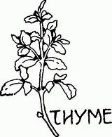Coloring Thyme Clipart Pages Choose Board sketch template