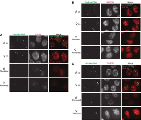 —the Sex Linked Rna Foci Are Not Of Line And Sine Origin Two Color Rna