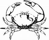 Crab Coloring Pages Kids Printable sketch template