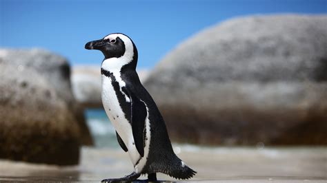 african penguin san diego zoo animals plants