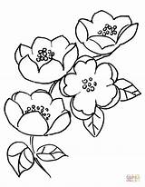 Coloring Blossom Apricot 21kb 792px Drawings sketch template