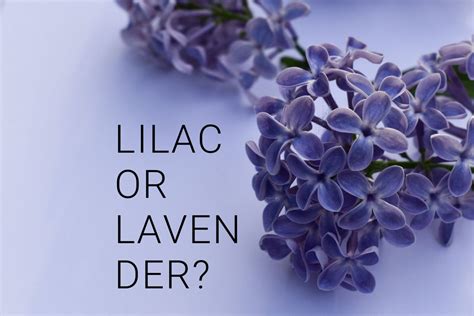 lilac  lavender top  differences tastylicious