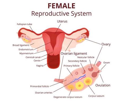 Structure Of Female Genital System And Ovum Oogenesis