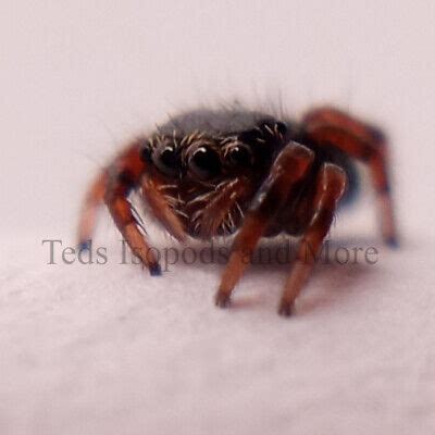 bold jumping spider phiddipus audax  slings feeder insects