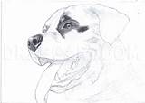 Rottweiler Draw Realistic Step Drawing Dragoart sketch template