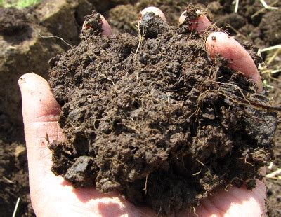 organic matter   soil